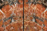 Tall, Arizona Petrified Wood Bookends - Red & Black #89345-1